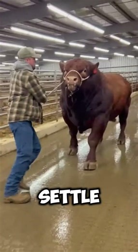 Furious Red Bull vs One Calm Farmer 😳🐂