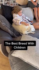 860K views · 3.1K reactions | The best breed with children | Southend Dog Training | Facebook
