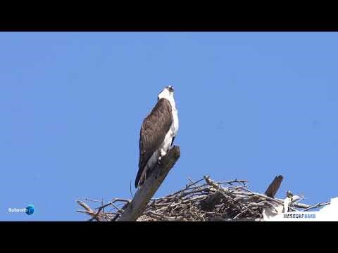 Osprey Sea Hawk, River Hawk or Fish Hawk Guarding The Nest