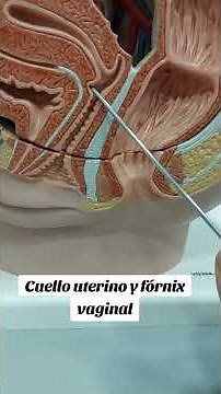 Anatomía del cuello o cérvix uterino y fórnix vaginal