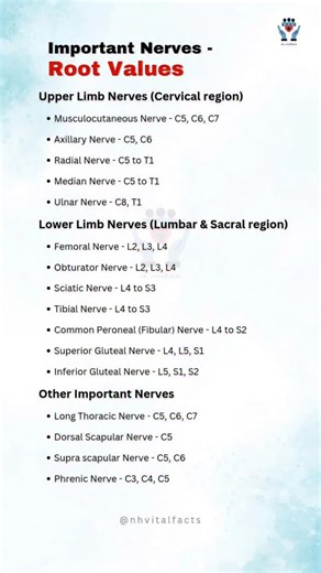 Nazmul on Instagram: "Know Your Nerve Roots! Understanding nerve root values is essential for diagnosing injuries, planning physiotherapy, and mastering neuroanatomy 💪📚 From cervical to sacral, each nerve plays a vital role in movement, sensation, and function. Stay smart. Stay connected. Stay aware. 💡 . . . #NerveRootValues #NeuroAnatomy #PhysiotherapyStudents #MedicalEducation #VitalFacts"