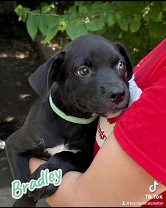Puppies, puppies, puppies! Check out these adorable & adoptable new babies that just arrived at the Kent Animal Shelter. They are 9 weeks old & have a lot of love to give! We are open every day 10am-4pm so stop by and meet them! 🐾✨❤️ | Kent Animal Shelter