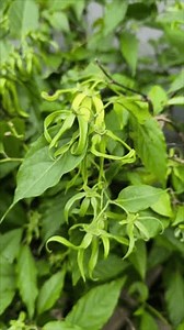Cananga Odorata Flowers Known Ylang-ylang Cananga: Video có sẵn (100% miễn phí bản quyền) 3767596845 | Shutterstock