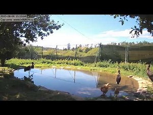 Makov: Last days before Black Stork Juveniles' release into the wild. Chickens & turtle stay behind.