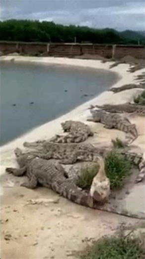 Freshwater crocodile