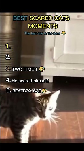 BEST SCARED CATS MOMENTS!! (you won’t believe!🤣)