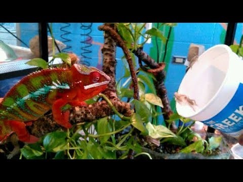 10 Hours of Feeding a Chameleon