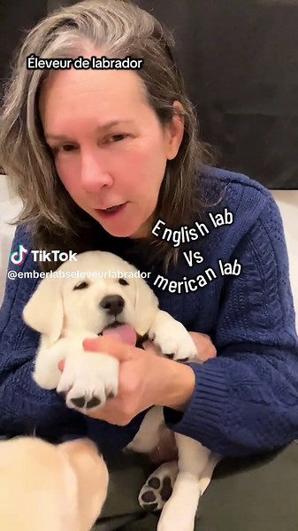 Différences entre le Labrador Anglais et Américain