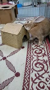 34K views · 7.8K reactions | Duncan also gave the new Timothy Huts two paws up! This is the medium size hut. Neo has the small size. | Tranquility Trail Animal Sanctuary | Facebook