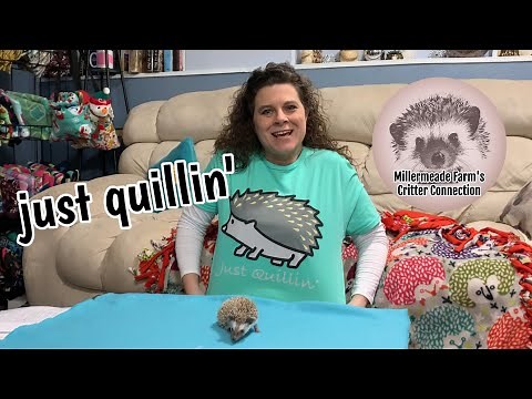 The Process of Quilling | Reasons for New Quill Growth | Time frame of Hedgehog Quilling