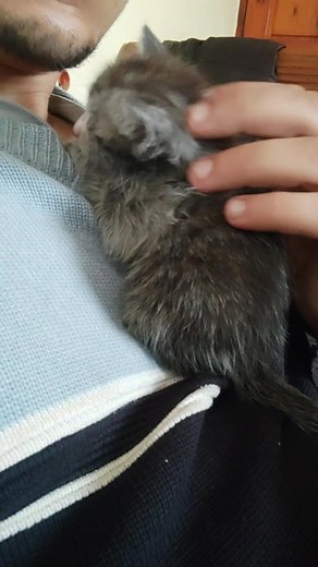 the kitten is doing fine now ❤️ #supportstreetcats #orphanedkittens #help #kittenrescue #kittens #kittensoftiktok #neighborhoodcats #streetkitten