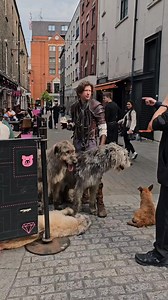 Beautiful Irish Wolfhounds spotted on my walk in Dublin #Irish #dogs #animals #wolfhound #Dublin #Ireland | In Ireland