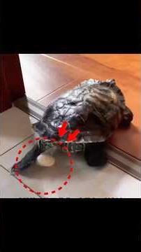 Man Saves a Broken Turtle Egg & Raises the Cutest Baby Turtle 🐢❤️‍🩹