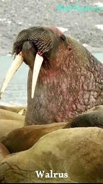 The SHOCKING Truth About Walruses and Their Tusks