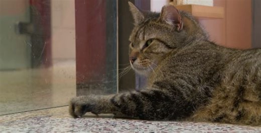 Animal Humane Society rescues 200  pets from poor living conditions in 72-hour span