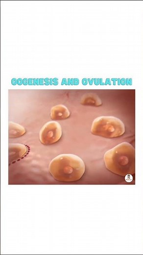 Oogenesis and Ovulation
