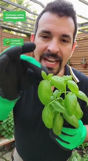 erros fatales en las plantas