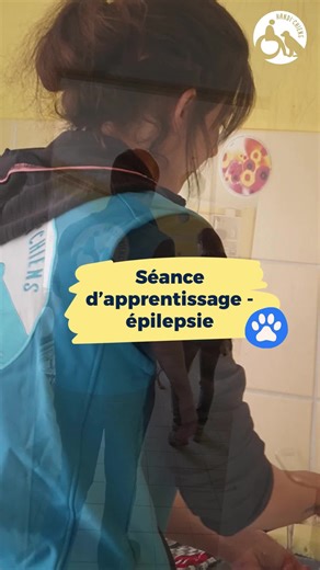 👃 “Voici comment Uyên apprend à flaire une crise d’épilepsie.” 🎥 Dans cette vidéo, Célia, éducatrice HANDI'CHIENS, explique chaque étape de l’apprentissage : 🔹 Elle utilise une capsule contenant l’odeur d’une crise d’épilepsie 🔹 Uyên doit retrouver le bon cône 🔹 Puis apprendre à distinguer cette odeur de celle hors crise 🔹 Enfin, il s’entraîne à alerter : en tapotant ou en appuyant sur un buzzer 💬 “Tout ça se fait étape par étape, avec une commande vocale au début, puis en autonomie.” 🐾 