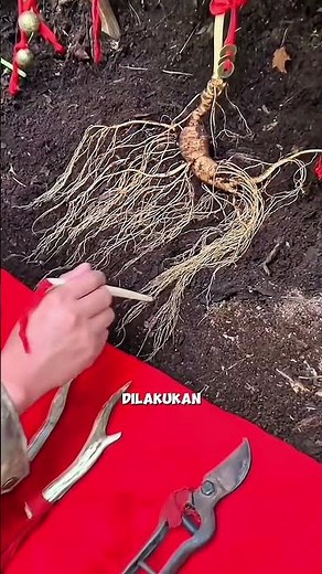 Akar ginseng melompat? Proses Panen Akar Gingseng #pertanian #gardening