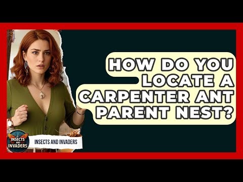 How Do You Locate A Carpenter Ant Parent Nest? - Insects and Invaders