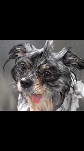 Adorable Derp Face Pomeranian Dog on TikTok