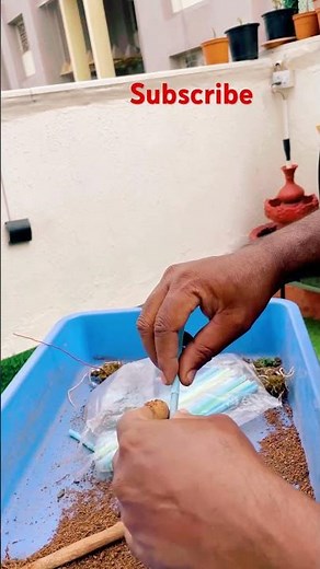 How to Air Layer Plant Branches: Step-by-Step Photo Tutorial