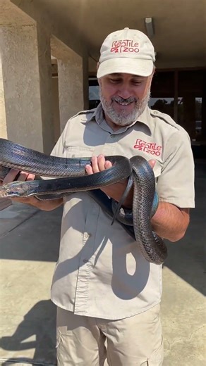 We got a beautiful snake 🐍 in here today 🌈