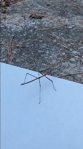 Stick Bug Dancing… #funnyanimals #stickbug