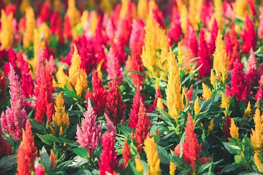 How to Grow Celosia—a Showstopping Annual That Blooms All Summer Long