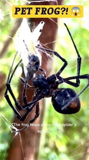 This Spider Keeps Frogs as Pets 😳 #facts #factwide#animalfacts