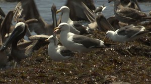 Hundreds of fish found dead on Santa Barbara shoreline Friday