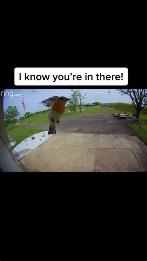 Dustin Cook on TikTok