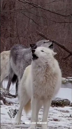 Wolf Howl Wildlife Sounds howling wolves wolf call