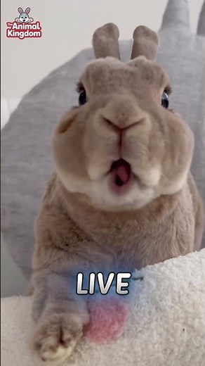 Which Rabbit Breed Lives the Longest? ⏳🐇