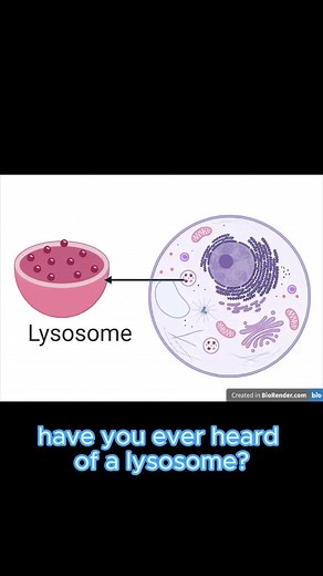 One of the most important organelles whose job goes unrealized Have a biology question? Drop it in the comments and I’ll do my best to answer! *this video is purely for educational purposes * #biology #biologystudent #biologynotes #biologylab #biologyteacher #biologyclass #biologymajor #biologyfacts #biologystudents #anatomy #anatomystudy #anatomyandphysiology #physiology #doctor #nurse #lysosome #organelle #cell #cells #cellular #cellularhealth #cellularbiology #waste #wastemanagement #medicine