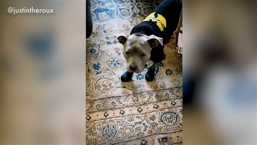 Justin Theroux's dog Kuma wears wellies in the snow