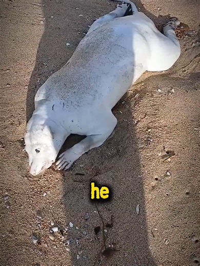 Surprising Discovery: A Breathing Hairless Possum Found