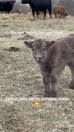 Calf and Cow Bonding Moments on the Farm