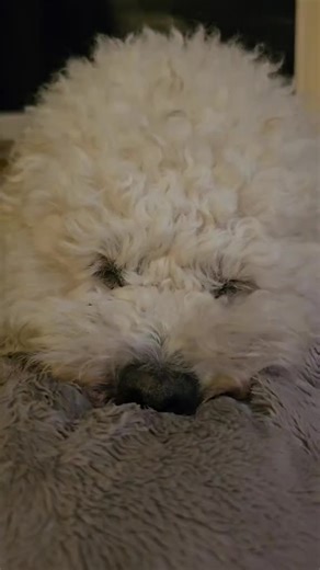 Why Bichon Frises Are the Perfect Emotional Support Dogs