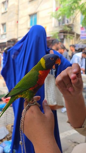 72K views · 1.3K reactions | Rainbow lorikeet bird dancing. #reels #birds #parrot #viral #পাখি | Exotic Pets Aviary | Facebook