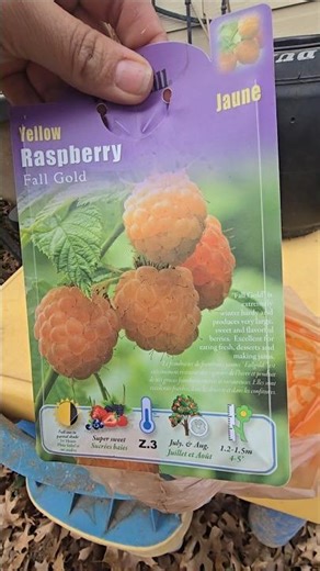 ​New Plant Alert! 🚨 Meet the Yellow Raspberry 💛 Fall Gold