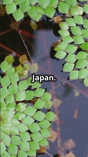 10 Mind-Blowing Underwater Plants You Need to Know About!