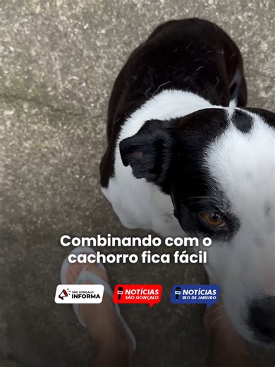 Granadinha, um simpático cachorro, virou sensação nas redes sociais ao demonstrar um talento curioso: ele parece compreender perfeitamente os comandos do tutor, Lucas, e responde com latidos no momento exato. No vídeo que viralizou, Lucas faz perguntas diretas ao pet, como “Está me entendendo? Então late!” e “Quer passear? Então late duas vezes!”. Para surpresa de quem assiste, Granadinha reage com latidos precisos, como se estivesse participando de uma verdadeira conversa. A sintonia entre tuto