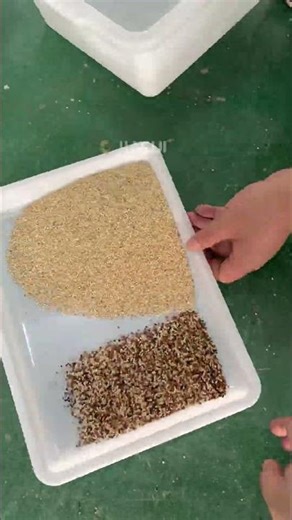 Quinoa Color Sorting Machine | Optical Sorter Removing Stones & Impurities #jiacui