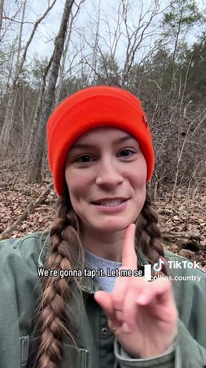 Tapping a Small Maple Tree for Sap Production