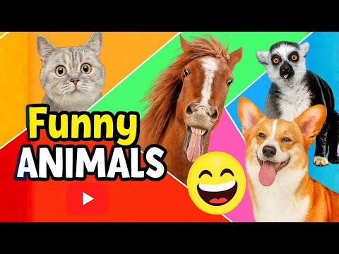 Funny Animals Compilation for Kids!