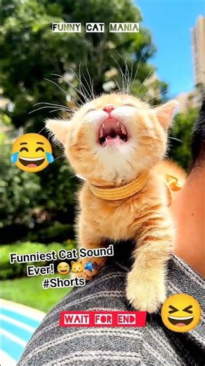 Funniest Cat Sound Ever! 😂🐱🔊 #Shorts