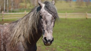 Dapple gray horse with light mane waved by light wind stands on paddock field closeup. Elite pedigreed equine animal at pastureland slow motion