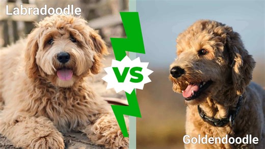 The Key Differences Between a Labradoodle And a Goldendoodle