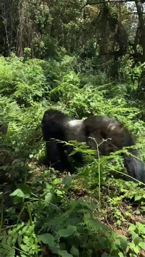 1 Day Rwanda Gorilla Trek at Volcanoes National Park from Kigali